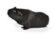 Black Guinea Pig Sniffing Wall Decal
