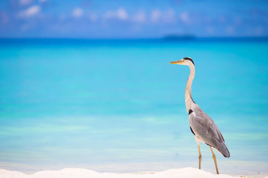 Grey heron standing on white beach on Maldives island Wall Mural