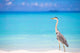 Grey heron standing on white beach on Maldives island Wall Mural