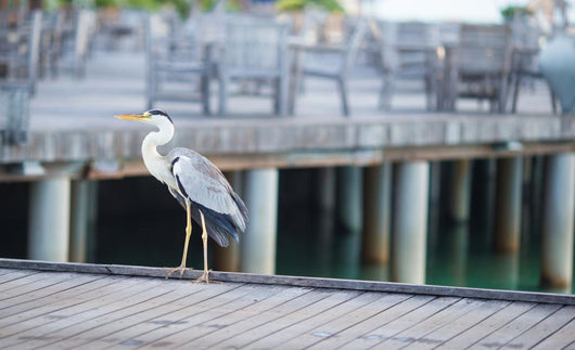 Grey heron standing on white beach on Maldives island Wall Mural
