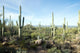 Landscapes Saguaro National Park Wall Decal