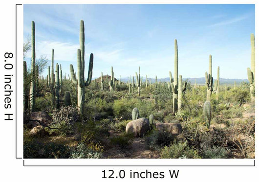 Landscapes Saguaro National Park Wall Decal