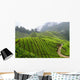 Tea Field Mountain with Wall Decal