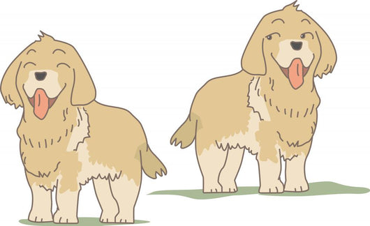 Dog Golden Retriever Wall Stickers Wall Decal
