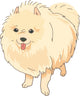 Dog Pomeranian Wall Decal