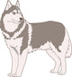 Dog Siberian Husky Wall Decal