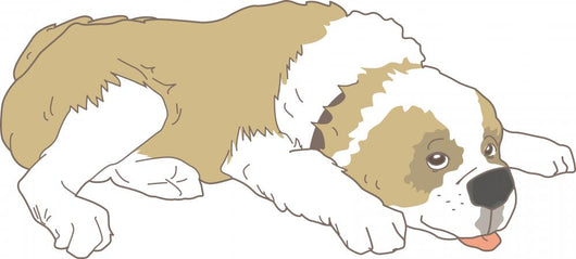 Dog Saint Bernard Real Wall Decal