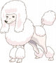 Dog Poodle Real Wall Decal