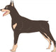 Dog Doberman Pinscher Real Wall Decal