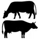 Cow Wall Stickers Wall Decal