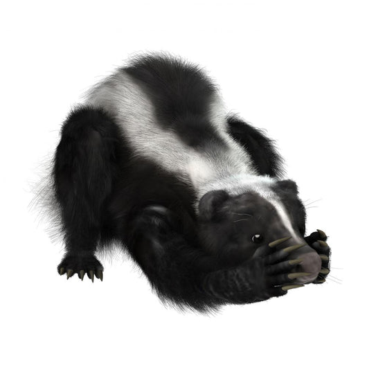 Skunk Wall Decal
