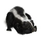 Skunk Wall Decal