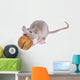 Mouse Eating Nut Wall Decal