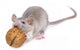 Mouse Eating Nut Wall Decal