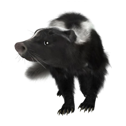 Skunk Wall Decal