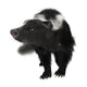 Skunk Wall Decal