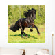Black Frieasian horse runs gallop in freedom Wall Mural