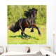 Black Frieasian horse runs gallop in freedom Wall Mural