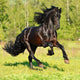 Black Frieasian horse runs gallop in freedom Wall Mural