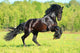 Black Frieasian horse runs gallop in freedom Wall Mural