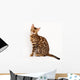 Bengal Cat Wall Decal