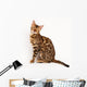 Bengal Cat Wall Decal