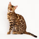 Bengal Cat Wall Decal