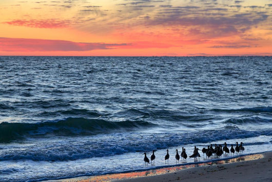 Willets and Sundown Surf Wall Decal