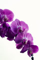 Purple Orchid Wall Decal