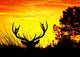 Animales Y Naturaleza Wall Decal