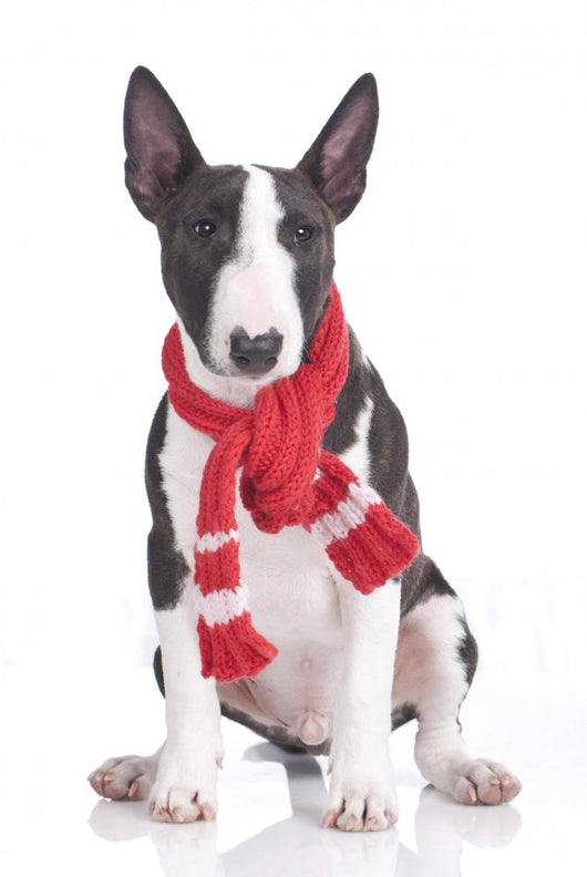Miniatur Bullterrier Mit Rotem Wall Decal