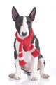 Miniatur Bullterrier Mit Rotem Wall Decal