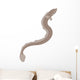 Eel Silhouette Wall Decal