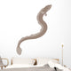 Eel Silhouette Wall Decal