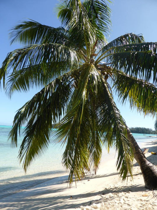Bora Bora Wall Decal
