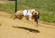 Greyhounds Wall Decal