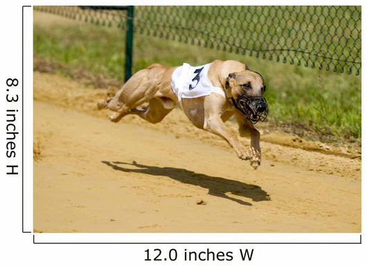 Greyhounds Wall Decal