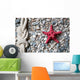 Closeup Red Starfish and Wall Decal