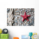 Closeup Red Starfish and Wall Decal