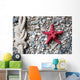 Closeup Red Starfish and Wall Decal