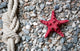 Closeup Red Starfish and Wall Decal