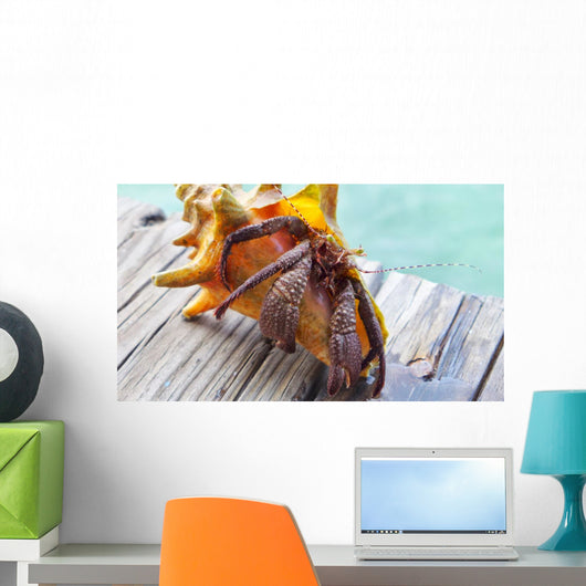 Hermit Crab Wall Decal