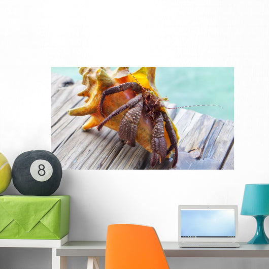 Hermit Crab Wall Decal