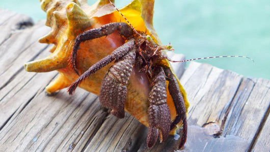 Hermit Crab Wall Decal