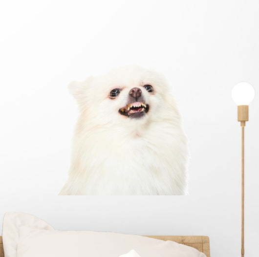 Pomeranian Dog Feeling Angry Wall Decal