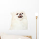 Pomeranian Dog Feeling Angry Wall Decal