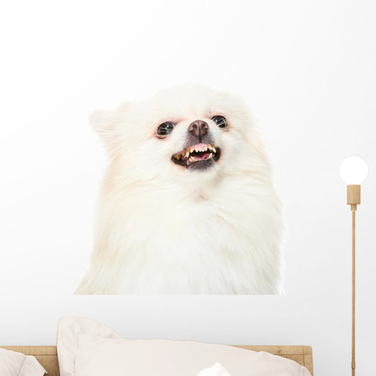 Pomeranian Dog Feeling Angry Wall Decal