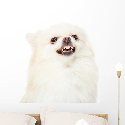 Pomeranian Dog Feeling Angry Wall Decal