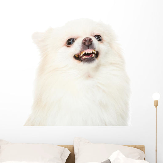 Pomeranian Dog Feeling Angry Wall Decal