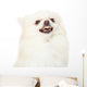 Pomeranian Dog Feeling Angry Wall Decal